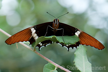 199 Schokoladenfalter - Siproeta epaphus